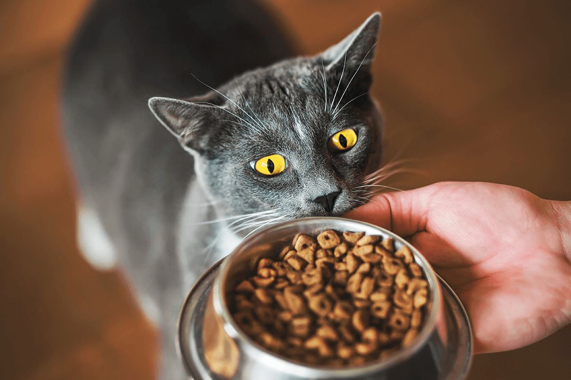 Kısırlaştırılmış Kedilerin Beslenmesi Nasıl Olmalıdır?
